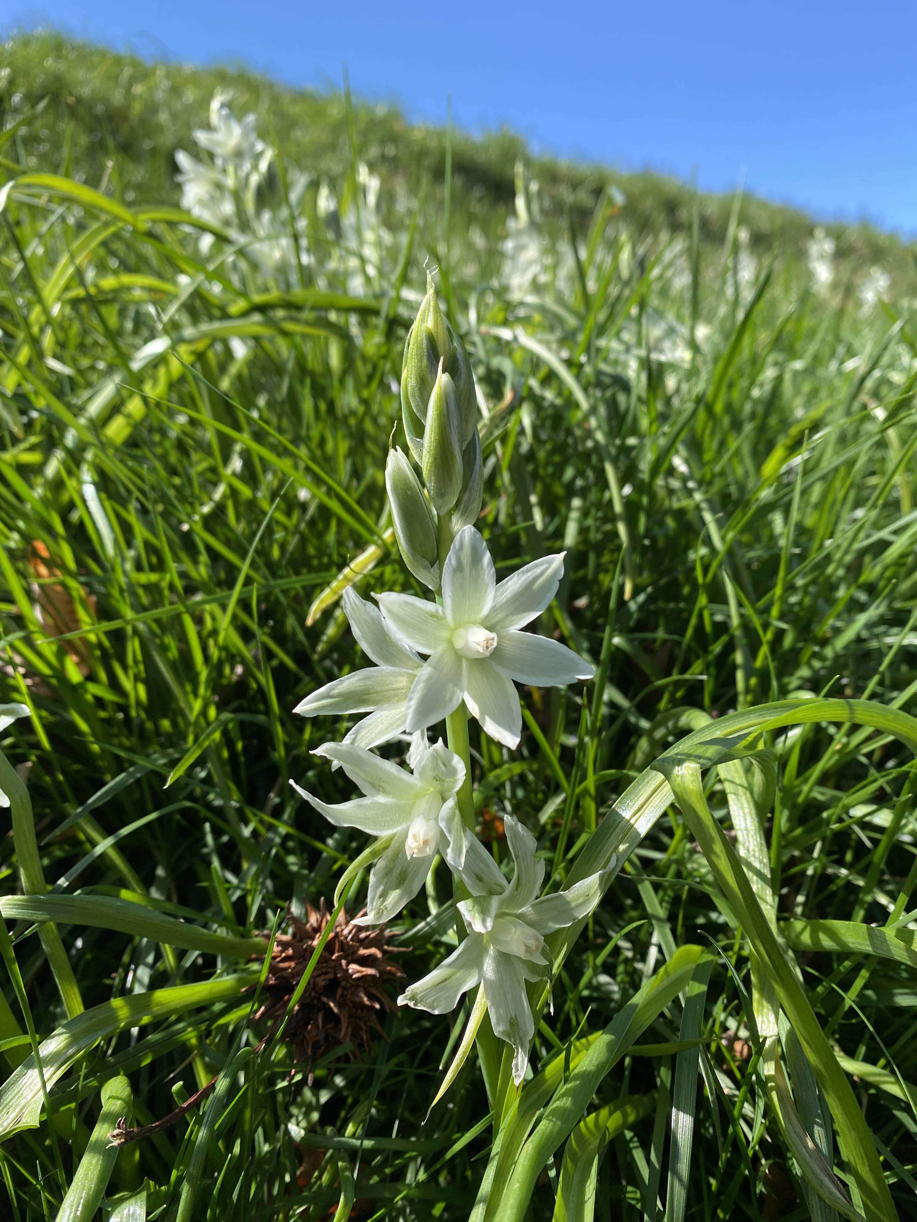 Medium sized, star-shaped white flowers on a green, grassy hill under a blue sky.